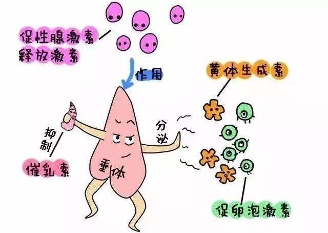 5分钟帮助你分析用注射或药片促进排卵是否更好